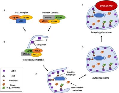 Making the Most of the Host; Targeting the Autophagy Pathway Facilitates Staphylococcus aureus Intracellular Survival in Neutrophils